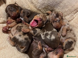 Miniature Dachshund dogs - Advert 7