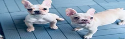 French Bulldog dogs for sale: * 🐾 3 Stunning KC Registered Frenchies ❤️ - Advert 2