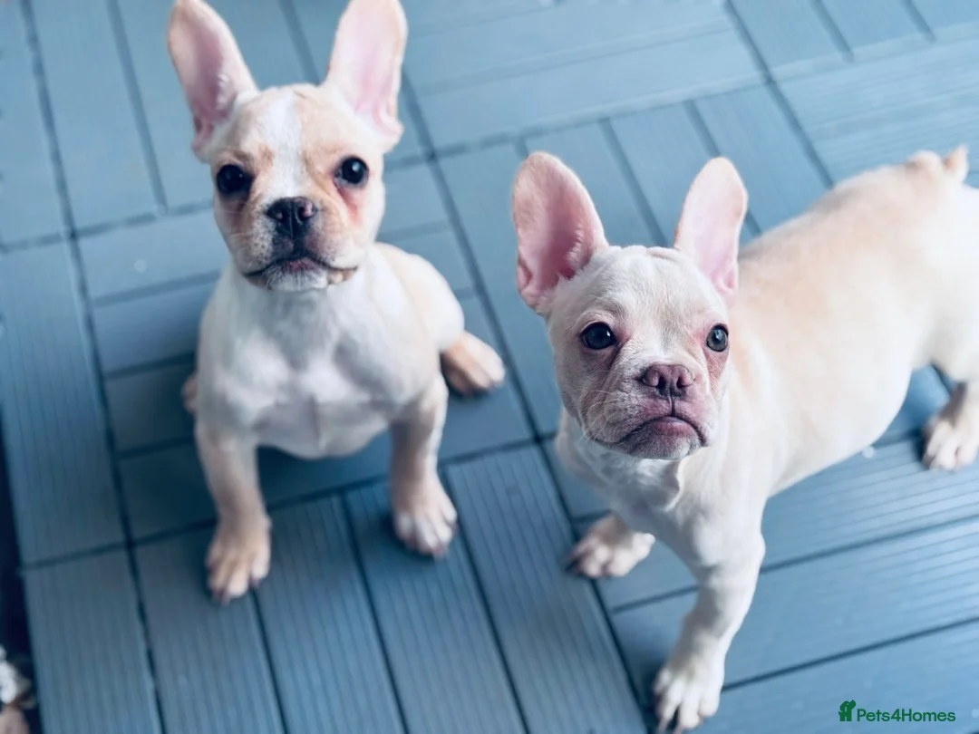 French Bulldog dogs for sale: * 🐾 3 Stunning KC Registered Frenchies ❤️ - Advert 2