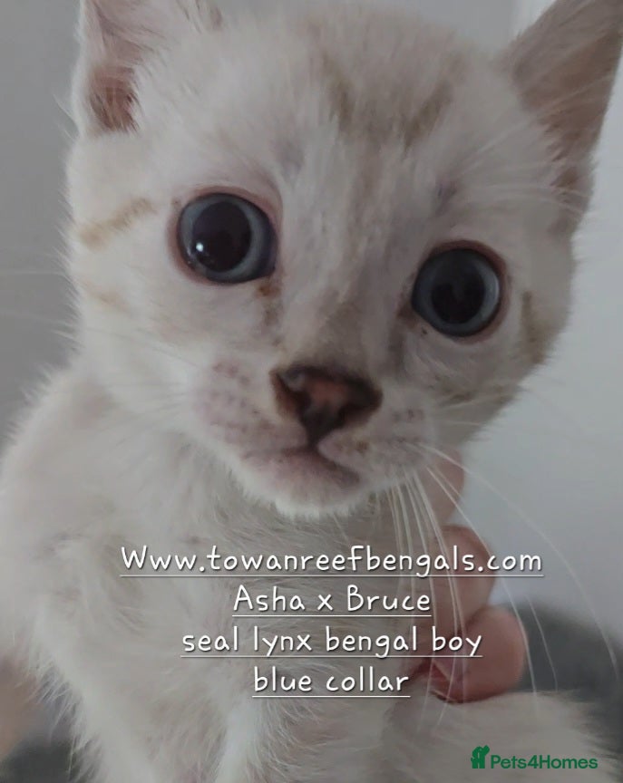 Bengal cats Tica registered bengal kittens - Advert 13