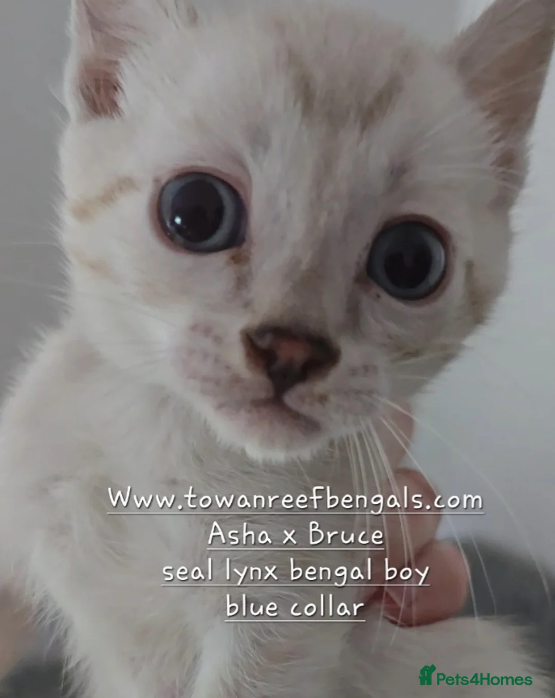 Bengal cats for sale: Tica registered bengal kittens ONE LEFT - Advert 1