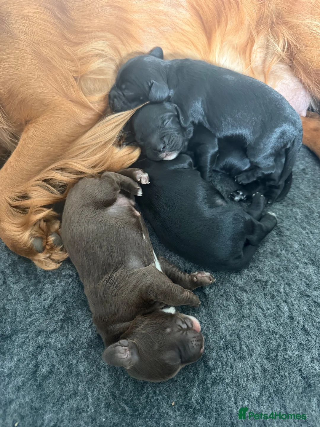 Sprocker dogs for sale: Gorgeous litter of sprockers  in Ammanford - Advert 1