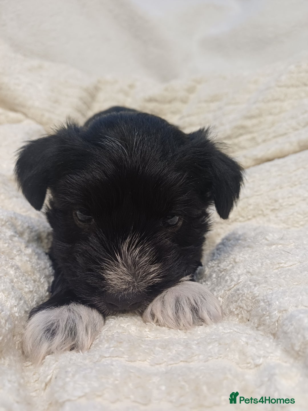 Miniature Schnauzer dogs for sale: Miniature Schnauzers  - Advert 11