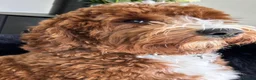Australian Labradoodle dogs for sale: **MR BRINKLEY'S GENUINE ALD PUPPIES** - Advert 13