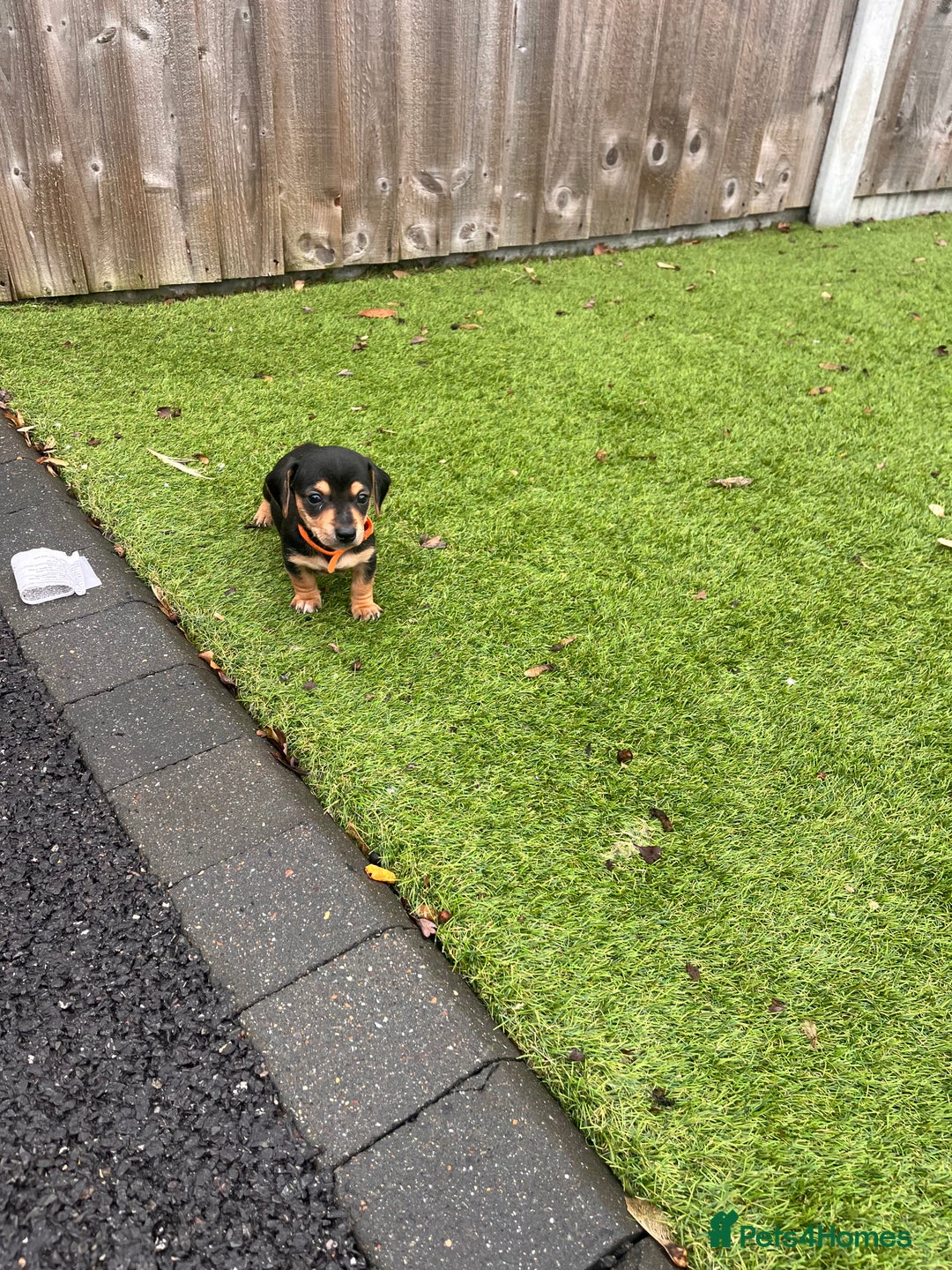 Mixed Breed dogs for sale: 5 beautiful jackshund puppies for sale - Advert 11