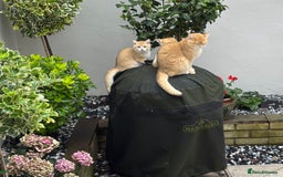 British Shorthair cats for sale:  Golden British Shorthair kittens  in London - Image 6