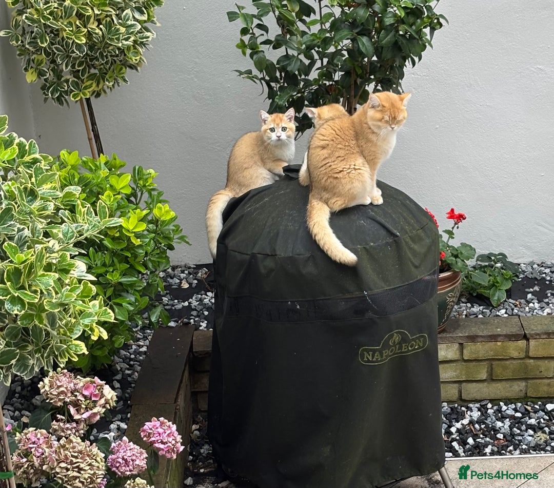 British Shorthair cats for sale:  Golden British Shorthair kittens  in London - Image 6