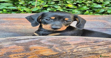 Miniature Dachshund dogs - Advert 3