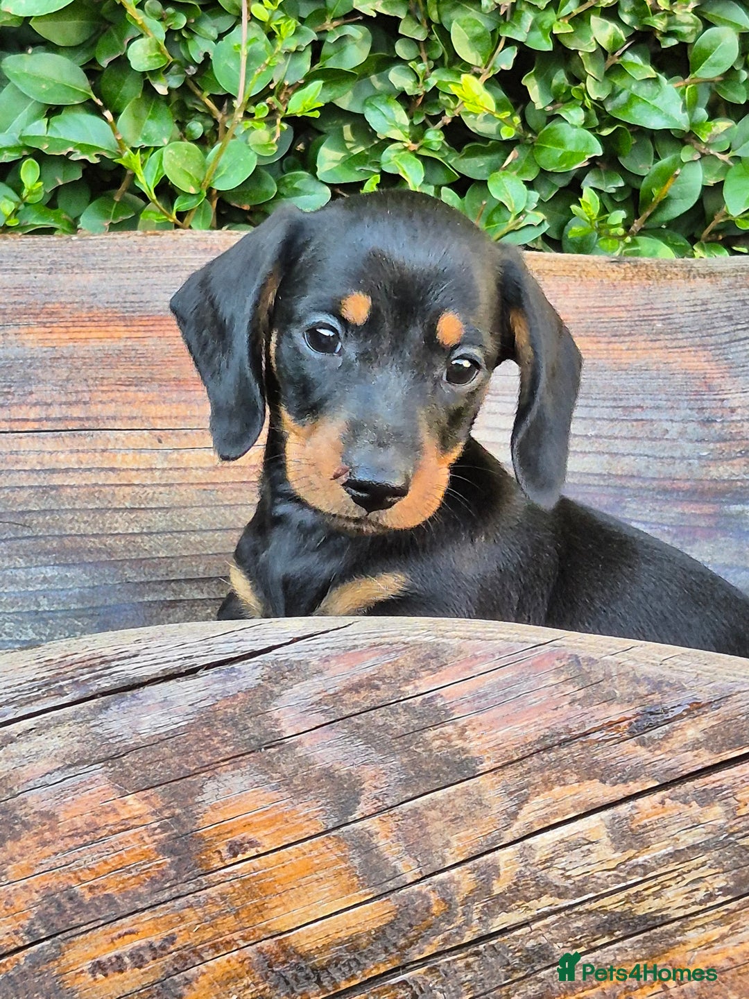 Beagle Cross Beagle Doxie Mix Dog Breeds Dachshund Cross Beagle Beagle Mixed  With Dachshund Hot, image size:1080x1440