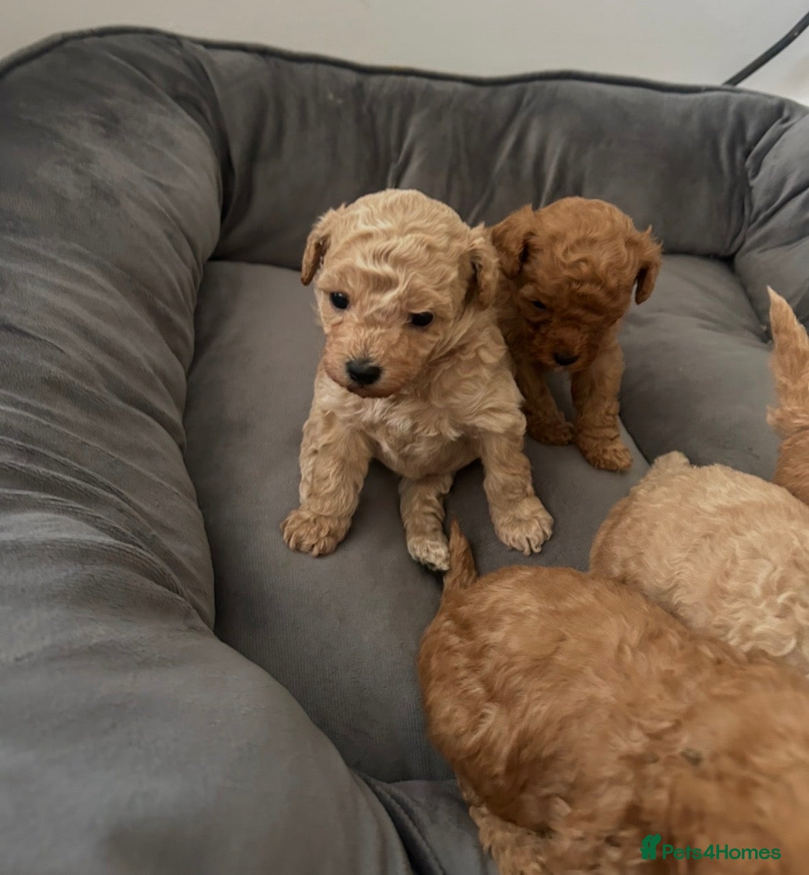 Poochon dogs Toy poochon - Advert 9