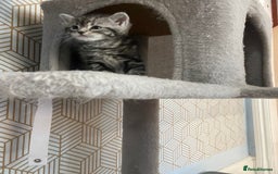 Mixed Breed cats for sale: Half British longhair kittens  - Image 5