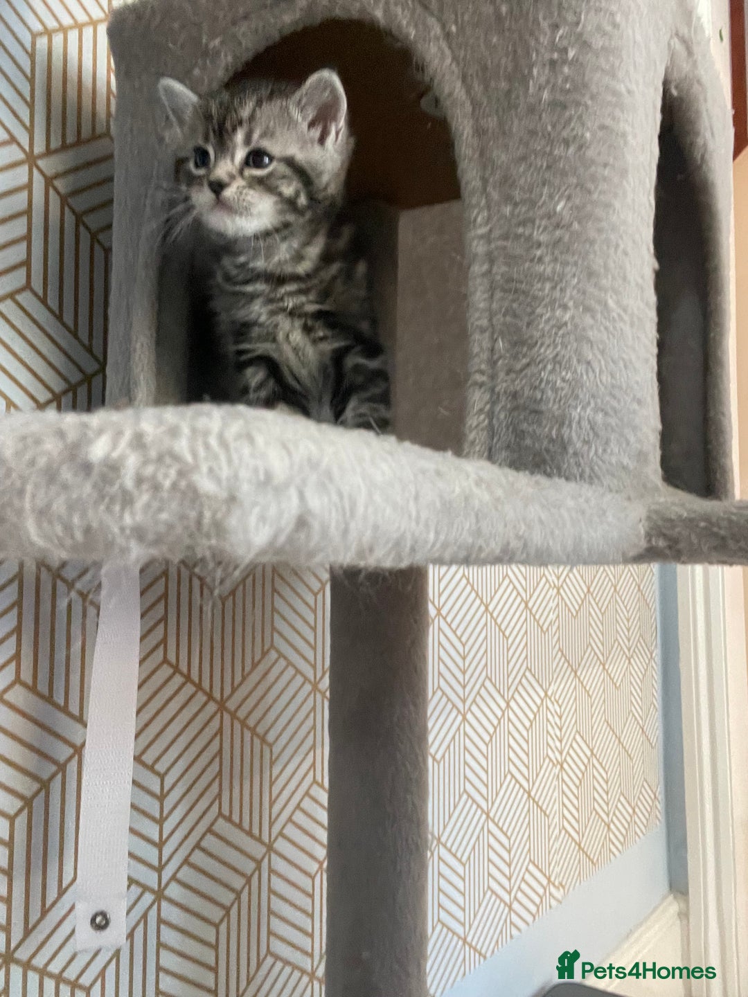 Mixed Breed cats for sale: Half British longhair kittens  - Image 5