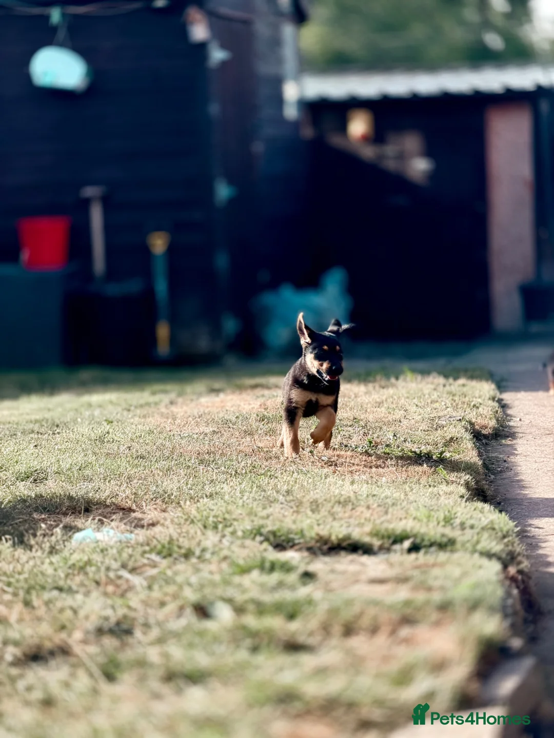 Mixed Breed dogs for sale: Beautiful Rottweiler cross staffy puppies for sale in Huddersfield - Advert 7