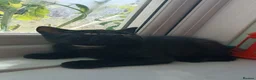 British Longhair cats for sale: Fluffy & Shorthair British x Siberian Kittens - Advert 7