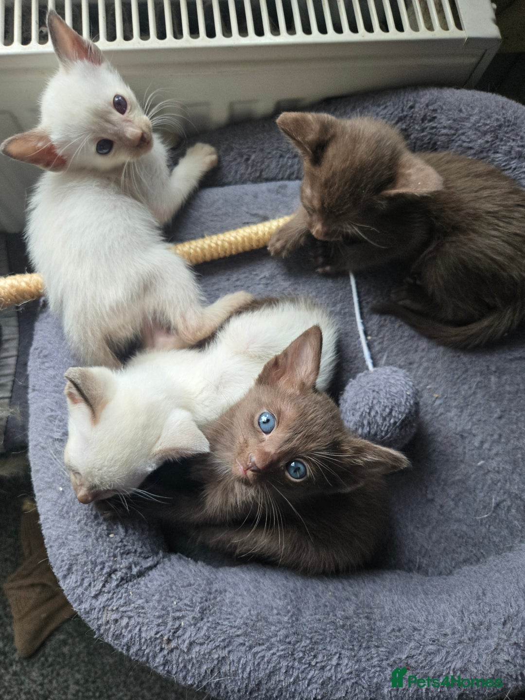 Siamese cats for sale: Only one c/point siamese little girl avaliable  - Advert 16