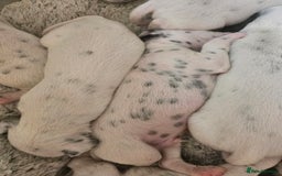 Dalmatian dogs for sale: Gorgeous dalmatian puppies  - Image 10