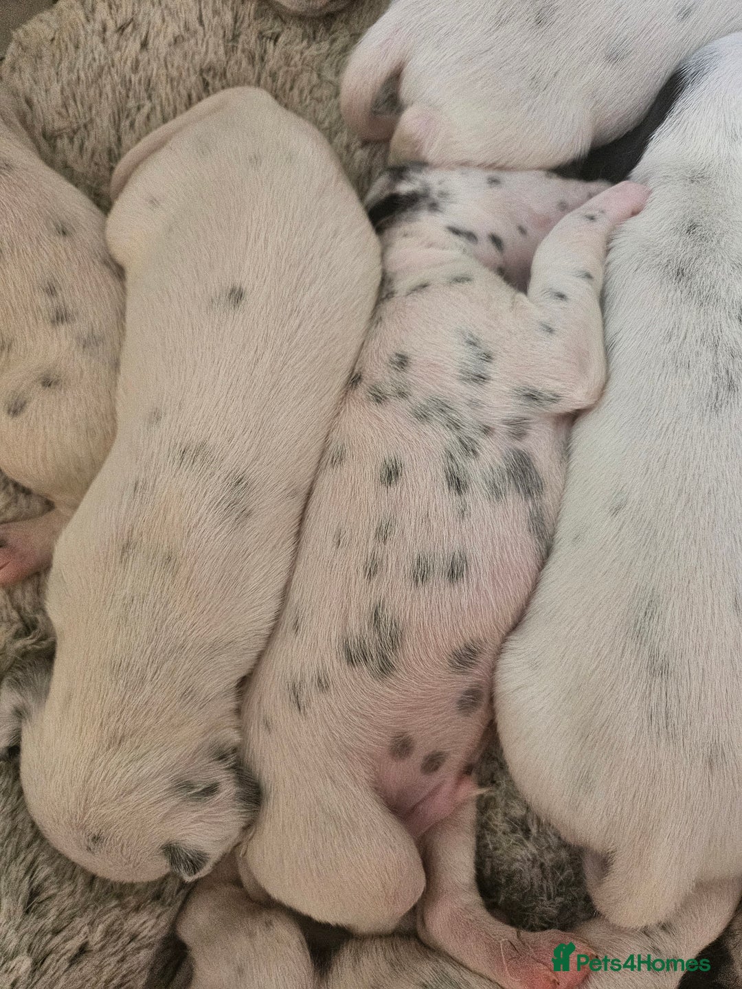 Dalmatian dogs for sale: Gorgeous dalmatian puppies  - Image 10