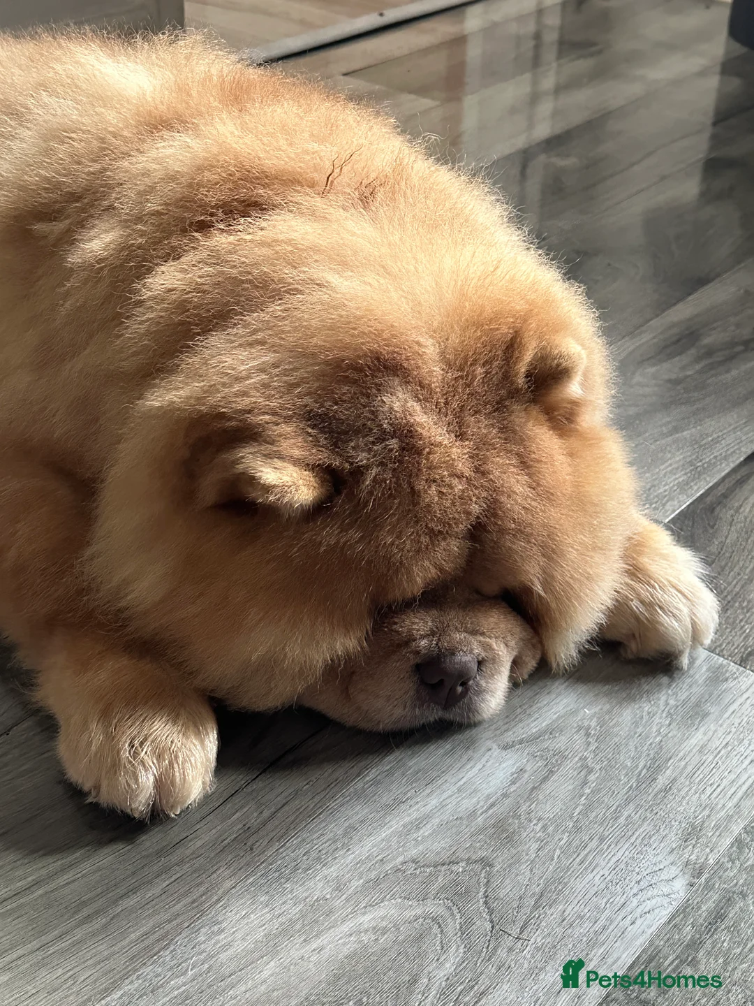 Chow Chow dogs for sale: REDUCED REAL TEDDY BEAR CHOW - Advert 10