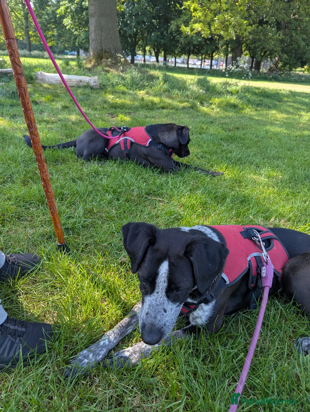 Mixed Breed dogs for adoption: TROOPER in Ashbourne - Advert 12