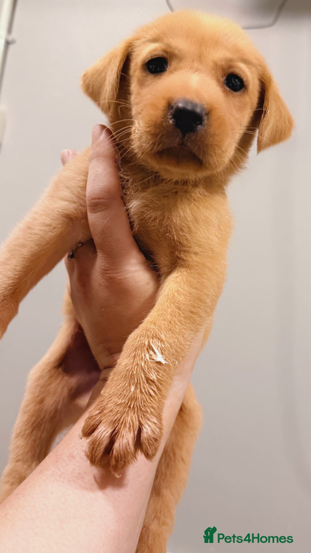 Labrador Retriever dogs for sale: Beautiful, fox red labradors - Advert 5