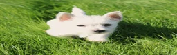 West Highland Terrier dogs for sale: West Highland Terrier (Westie) Puppies for Sale - Advert 18
