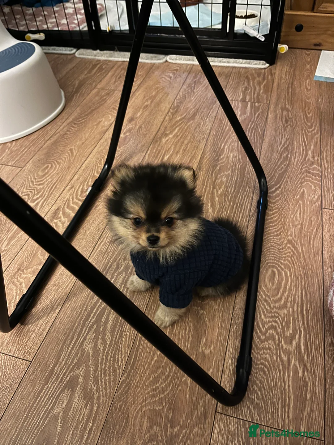 Pomeranian dogs for sale: Gorgeous  **  Pomeranian pups - Advert 1