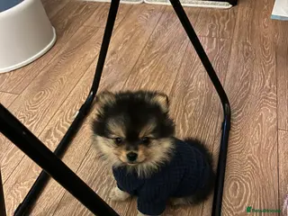 Pomeranian dogs Gorgeous ** Pomeranian pups - Advert 6