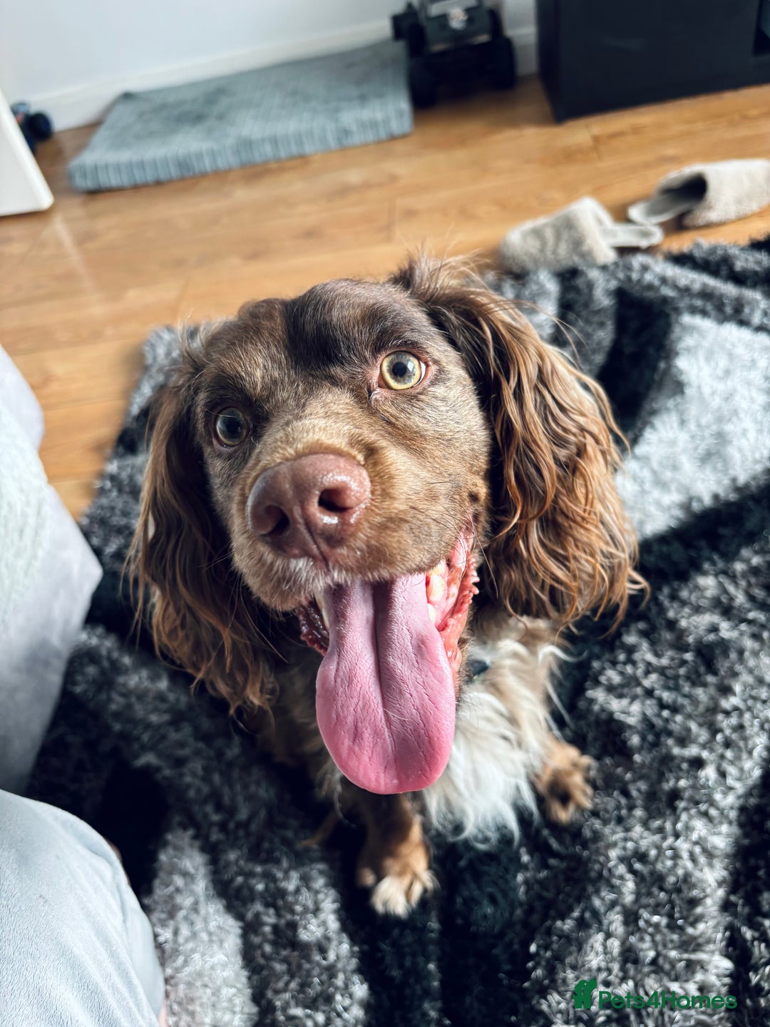 Cocker Spaniel dogs for sale: Male cocker spaniel for sale  - Image 2