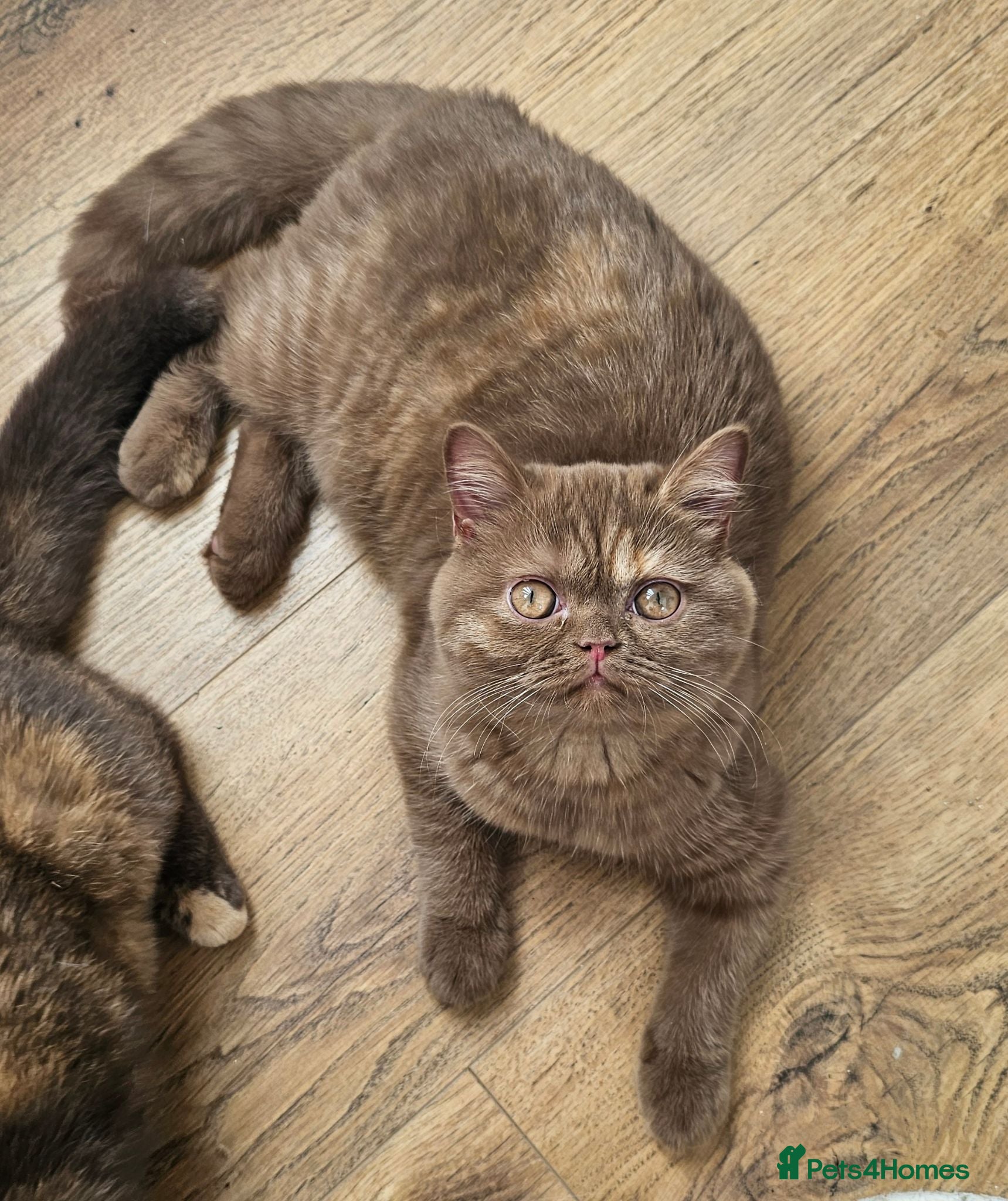 British Shorthair cats GCCF Cinnamon Tortoiseshell champion line readynow - Advert 13