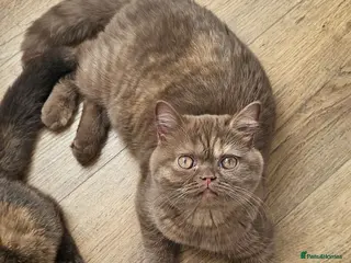 British Shorthair cats GCCF Cinnamon Tortoiseshell champion line readynow - Advert 13