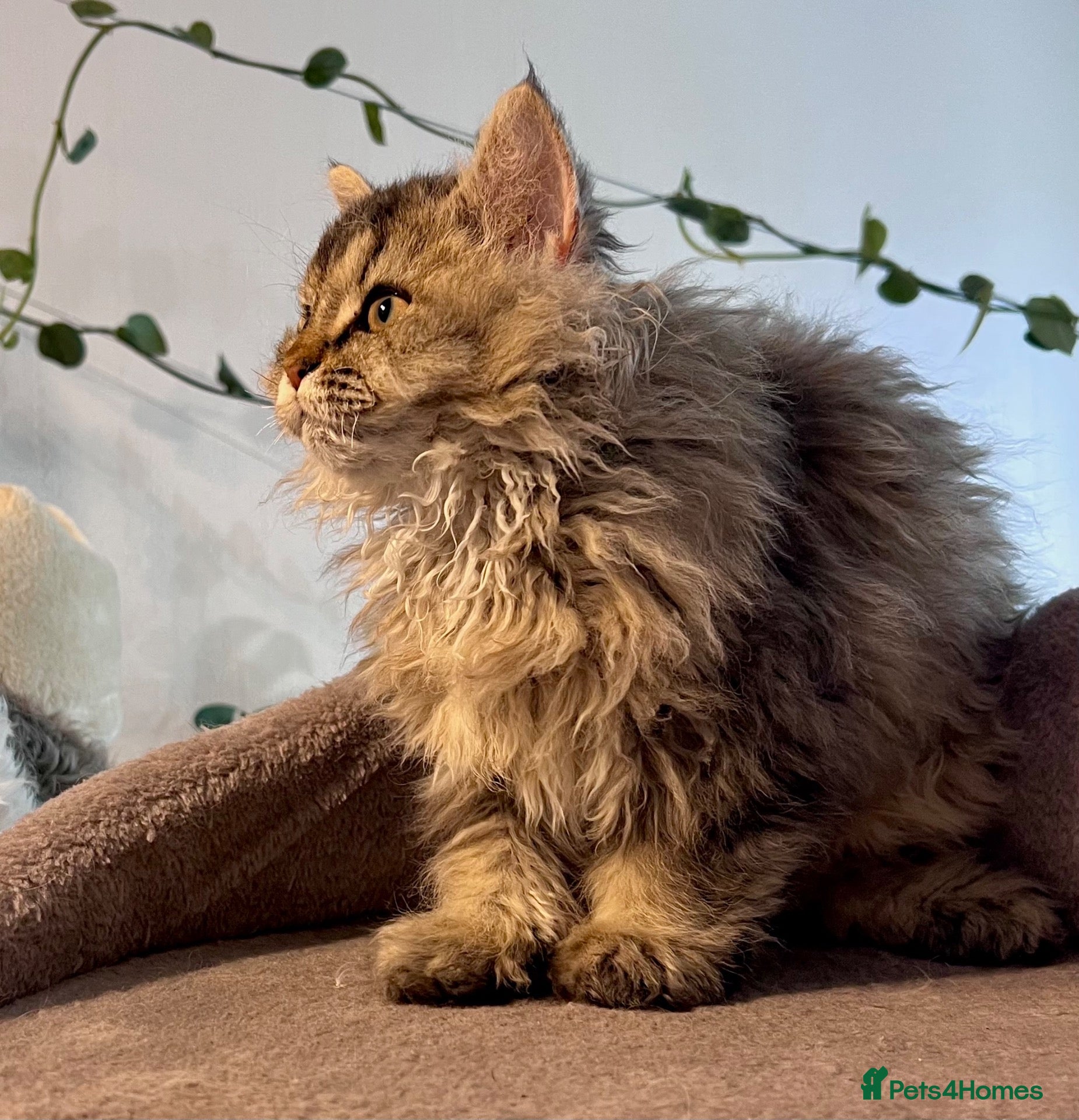 Selkirk Rex cats Gorgeous pure breed Selkirk rex kittens 😻 - Advert 2