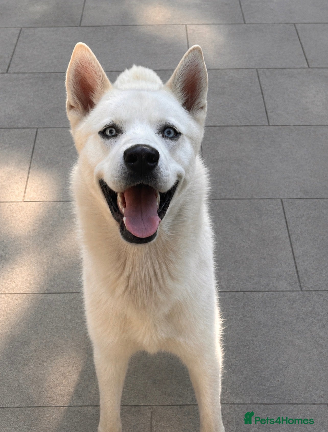Siberian Husky dogs 10 month husky male  - Advert 10