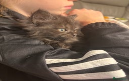 Maine Coon cats for sale: Loveliest, fluffy Maine coon X ragdoll kittens - Image 8