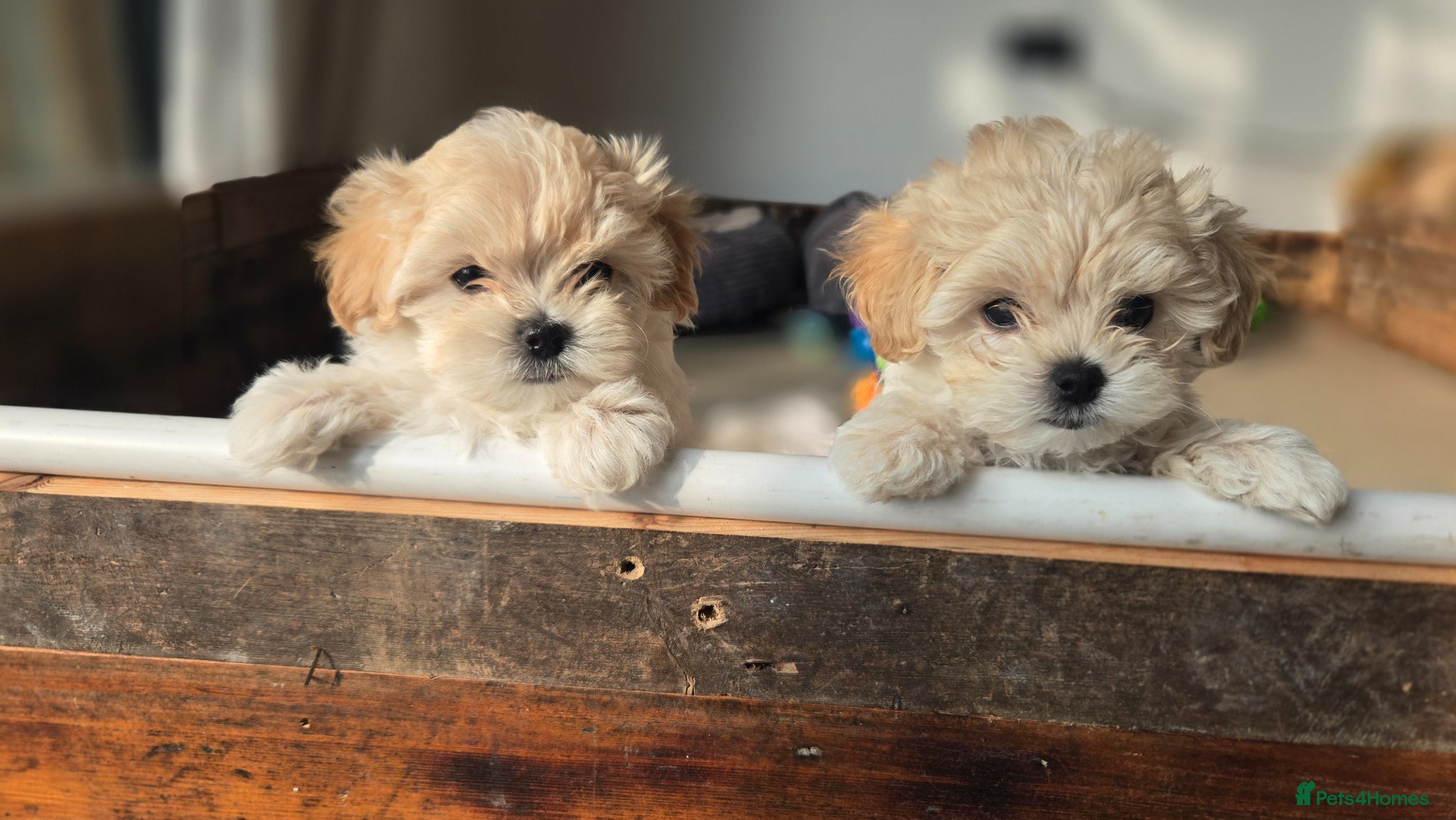 Maltipoo dogs F1🎀Maltipoo 🎀Luxury rare🎀 KC parents - Advert 8