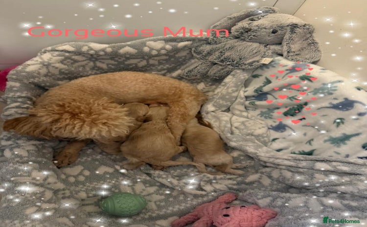 Cavapoo dogs - Advert 16