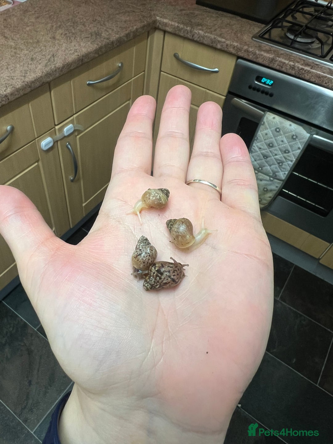 Snails invertebrates for sale: Giant African Land Snails  - Advert 3