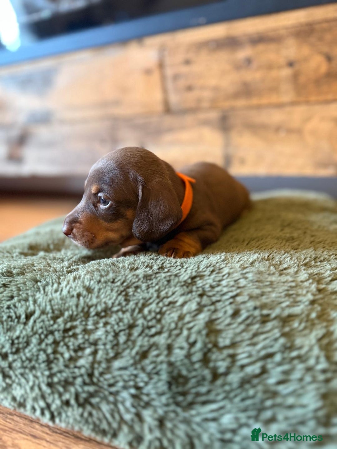 Miniature Dachshund dogs for sale: 3 miniature dachshund boys left for sale - Image 5