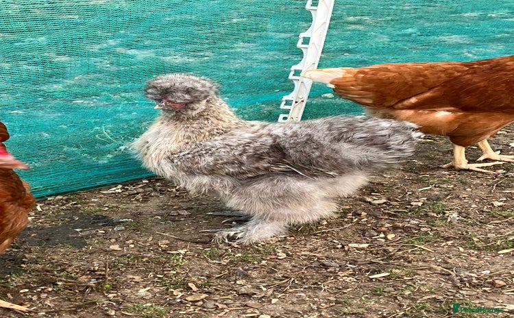 Chickens poultry - Advert 2