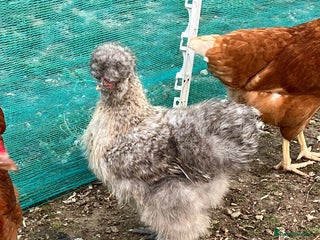 Chickens poultry - Advert 36