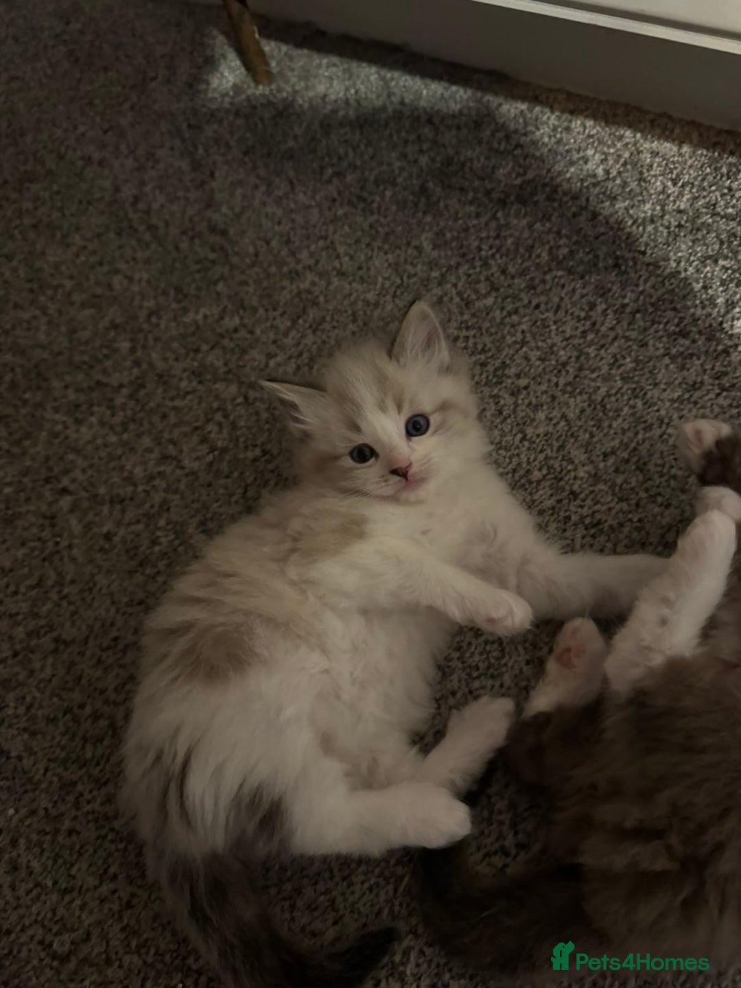 Ragdoll cats for sale: 4 Male Ragdoll Kittens  - Advert 5