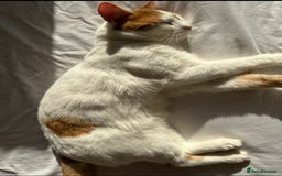 Domestic Shorthair cats for sale: Ready for adoption  - Image 5