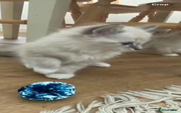 Ragdoll cats for sale: Stunning ragdoll kittens - Image 6