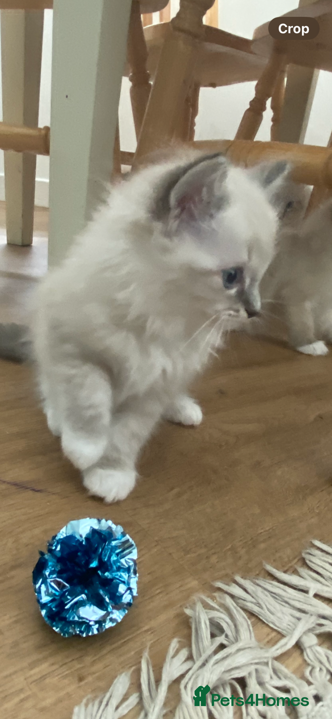 Ragdoll cats for sale: Stunning ragdoll kittens - Image 6