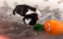 Lhasa Apso dogs for sale: KC Reg Lhasa Apso pups GPRA clear - Image 8