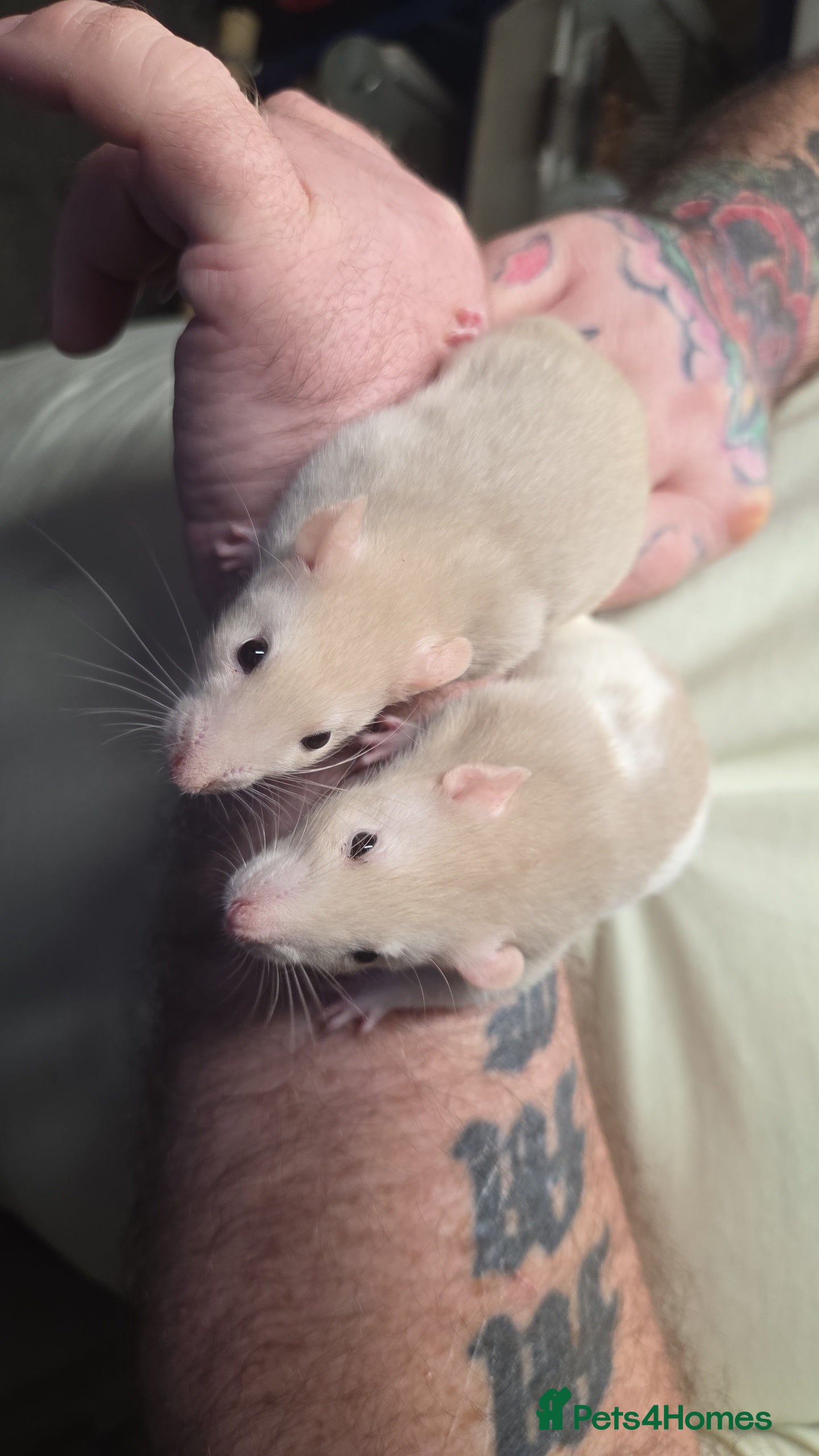Rat rodents Male and female baby rats  - Advert 1