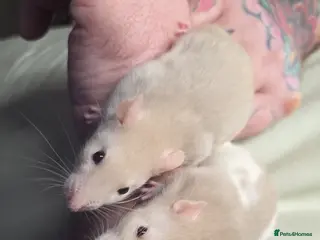 Rat rodents Male and female baby rats - Advert 6