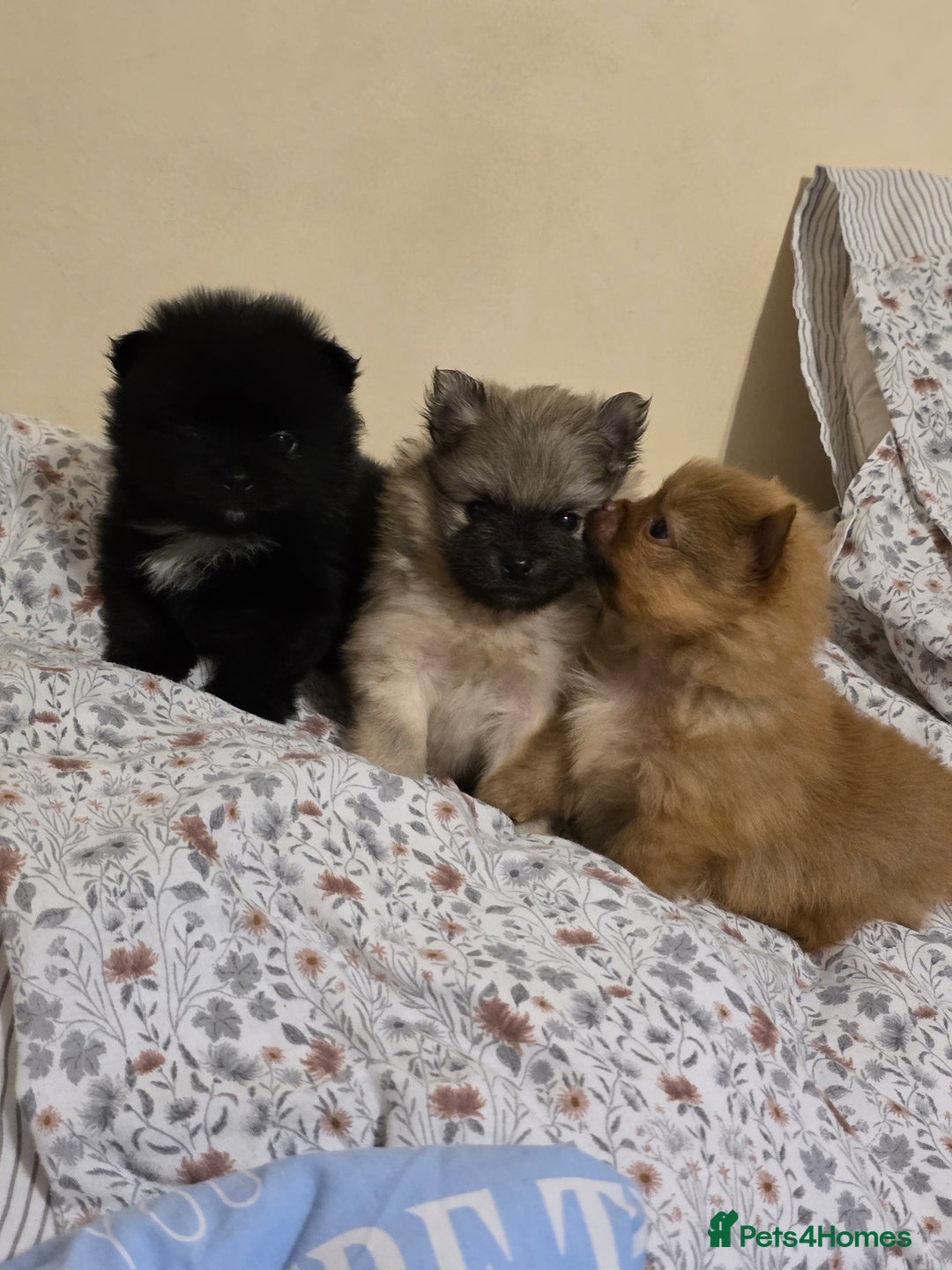 Pomeranian dogs for sale: Hello - Advert 2