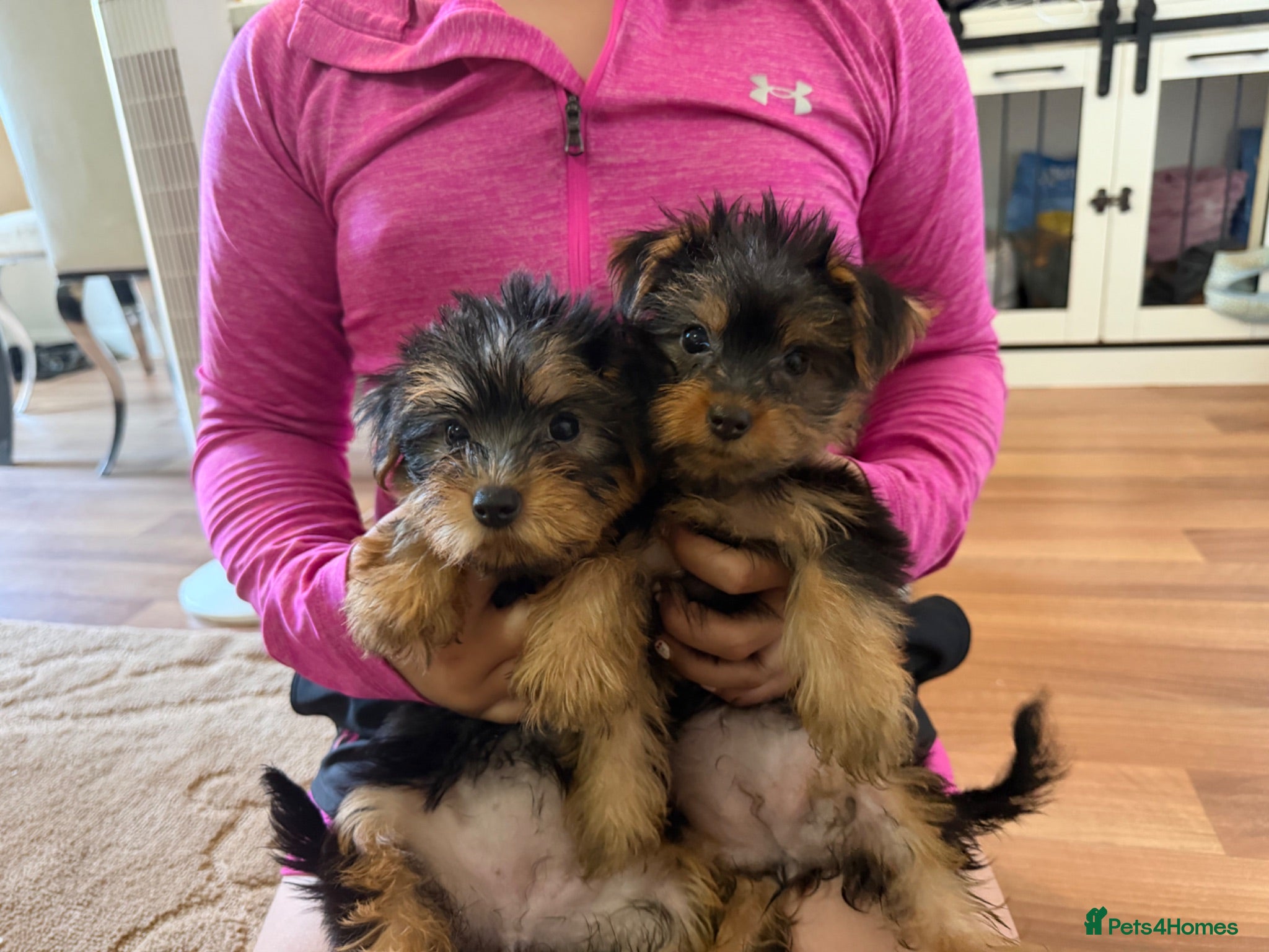 Yorkshire Terrier dogs NOW READY. 🐶 Adorable Yorkshire Terrier Puppies  - Advert 2