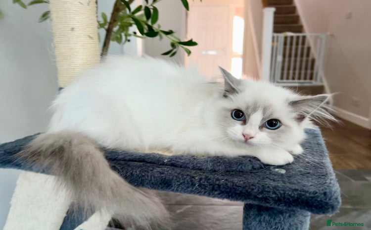 Ragdoll cats - Advert 13