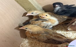 Chickens poultry for sale: Mixed Hybrids Chicks  - Image 2